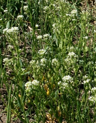 Peltotaskuruoho (Thlaspi arvense), siemeniä 100 kpl