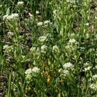 Peltotaskuruoho (Thlaspi arvense), siemeniä 100 kpl - pikkukuva 1