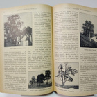 Otava - Kuvallinen kuukauslehti vuosikerta 1919 (sid.) - pikkukuva 3
