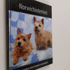Norwichinterrieri - pikkukuva 1