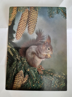 Orava kuusen oksalla