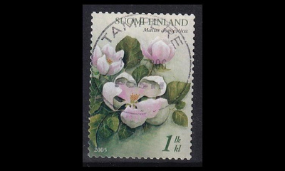 1736 o Omenankukka Tampere 11.9.2006 (2005)