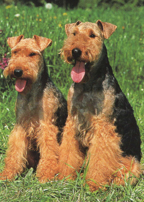WELSHTERRIER (WALESINTERRIERI)  POSTIKORTTI