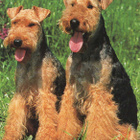 WELSHTERRIER (WALESINTERRIERI)  POSTIKORTTI - pikkukuva 1