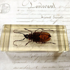 Natura Obscura – Entomologinen näyte no. 409 - pikkukuva 3
