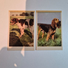 Rotukoirasarja	Ipnos	   (17929) - pikkukuva 1
