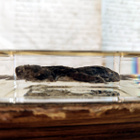 Natura Obscura – Entomologinen näyte no. 505 - pikkukuva 3