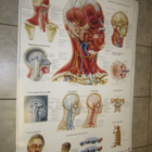 THE HUMAN SKULL, HUMAN TEETH, NECK AND HEAD OPETUSJULISTEET - pikkukuva 2