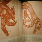 Burne Hogarth : DYNAMIC ANATOMY ( 1990 nide ) Sis.pk:t - pikkukuva 2