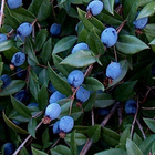 Myrtti (Myrtus communis), siemeniä 30 kpl - pikkukuva 2