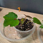 Begonia taimia - pikkukuva 2