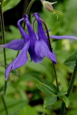 Alppiakileija (Aquilegia alpina), siemeniä 50 kpl