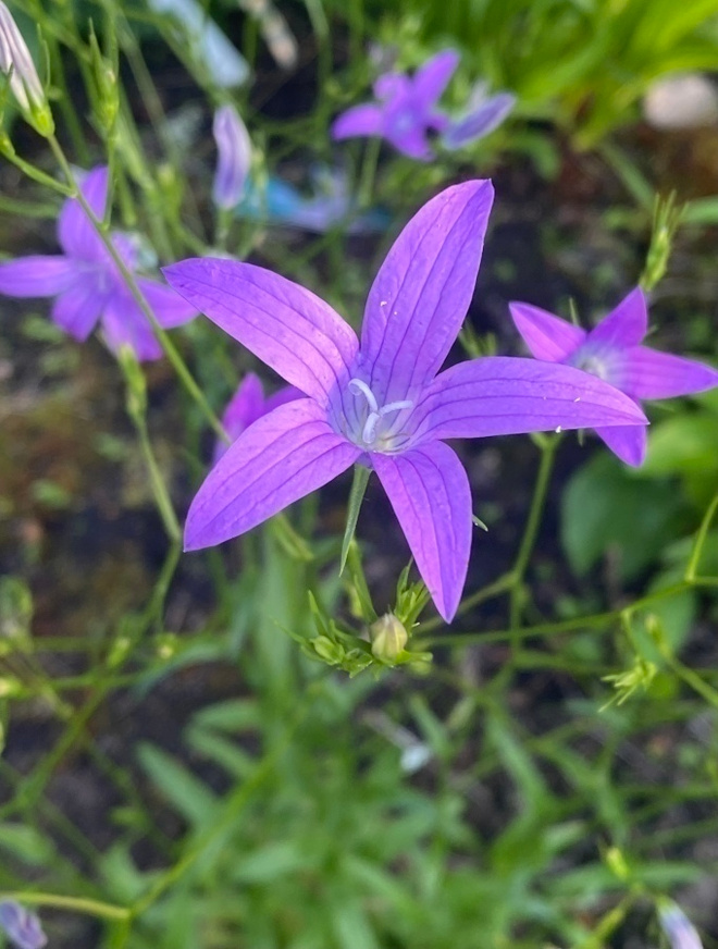 Harakankello (Campanula patula), siemeniä 100 kpl