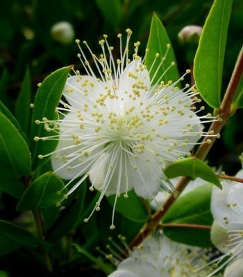 Myrtti (Myrtus communis), siemeniä 30 kpl