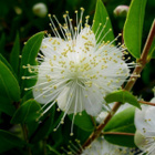 Myrtti (Myrtus communis), siemeniä 30 kpl - pikkukuva 1