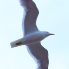 == Olympus Digital 70-300mm f4-5,6 - FT - pikkukuva 5