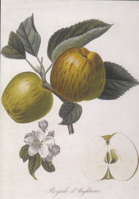 Pierre-Antoine Poiteau : Apfel Royale d'Angleterre