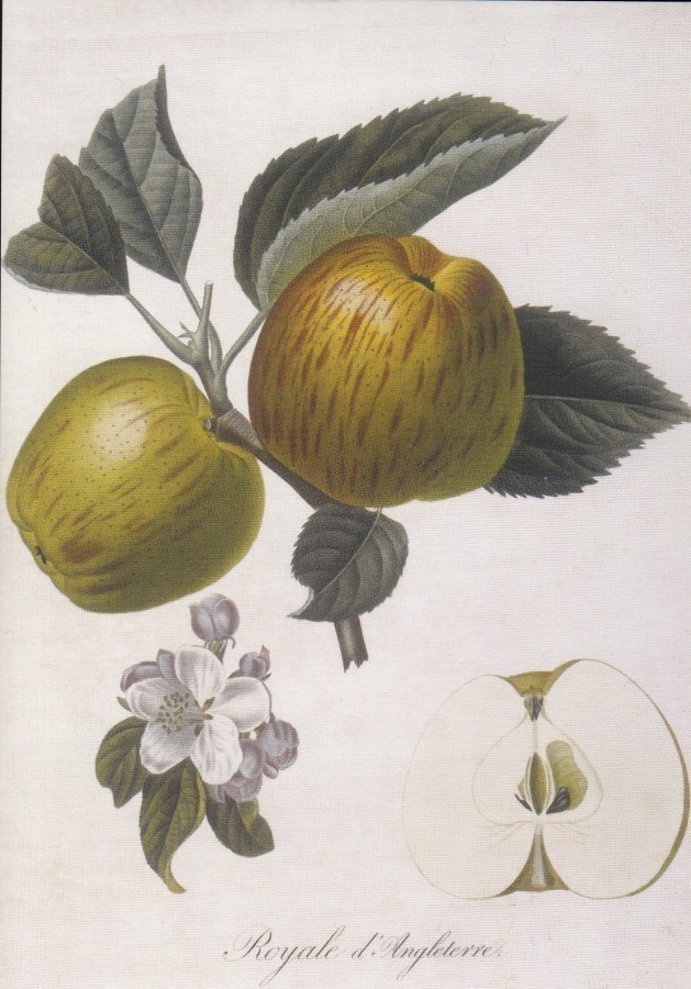 Pierre-Antoine Poiteau : Apfel Royale d'Angleterre