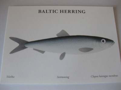 Baltic herring, silakka