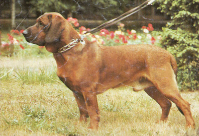 BRASILIALAINEN FILA POSTIKORTTI - FILA BRASILEIRO