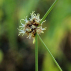 Pallokaisla (Scirpoides holoschoenus), siemeniä 50 kpl - pikkukuva 2