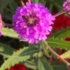 Siniverbena (Verbena rigida), siemeniä 50 kpl - pikkukuva 3
