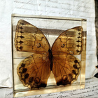 Natura Obscura – Entomologinen näyte no. 523 - pikkukuva 3