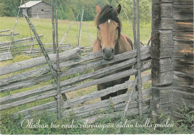 Postikortti, Eläinaihe, eläimet , hevonen,