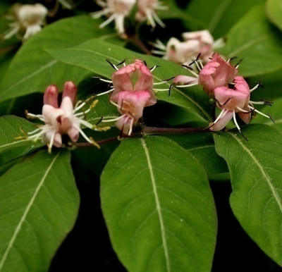Kaukasiankuusama (Lonicera caucasica), siemeniä 20 kpl