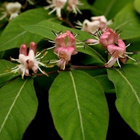 Kaukasiankuusama (Lonicera caucasica), siemeniä 20 kpl - pikkukuva 1