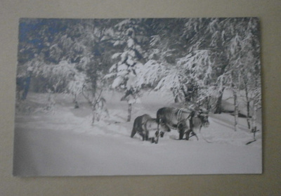 Sodankylä, porot syvässä hangessa vkpk (Valvio)
