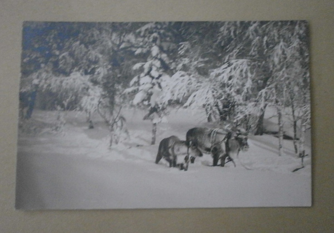 Sodankylä, porot syvässä hangessa vkpk (Valvio)