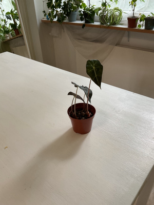 Nuori alokasia, jossa on tummat lehdet ja vaaleat lehtisuone