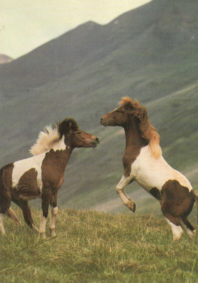 HEVONEN POSTIKORTTI  - ISLANNIN PONI