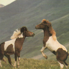 HEVONEN POSTIKORTTI  - ISLANNIN PONI - pikkukuva 1