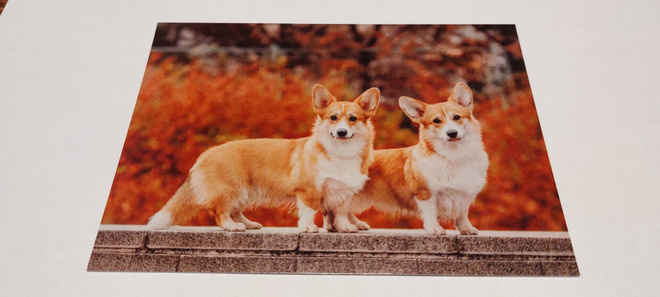 Welsh Corgi, 2 koiraa *uusi kortti*