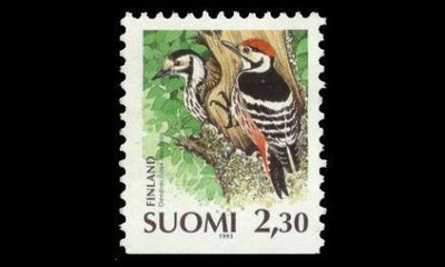 1211 ** Valkoselkätikka (1993)