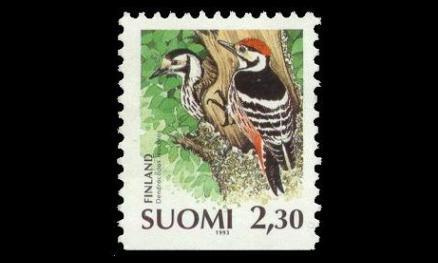 1211 ** Valkoselkätikka (1993)