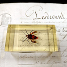 Natura Obscura – Entomologinen näyte no. 342 - pikkukuva 3