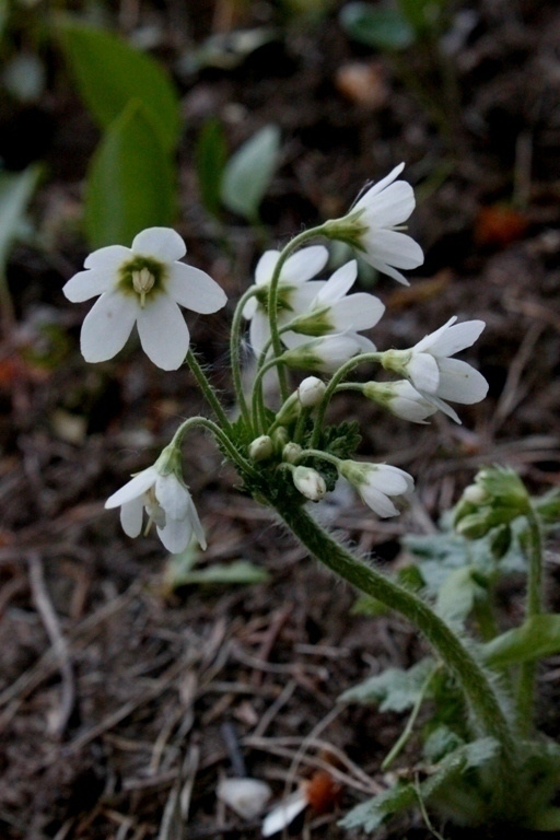Heidinkukka, valkoinen, siemeniä 50 kpl