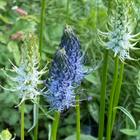 Vaaleatähkämunkki (Phyteuma spicatum), siemeniä 100 kpl - pikkukuva 1