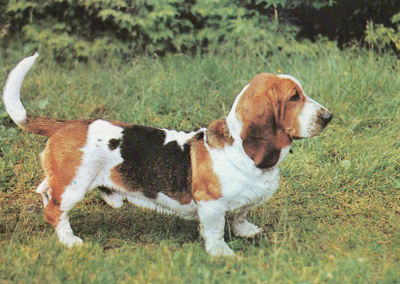BASSET POSTIKORTTI