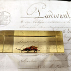 Natura Obscura – Entomologinen näyte no. 342 - pikkukuva 2