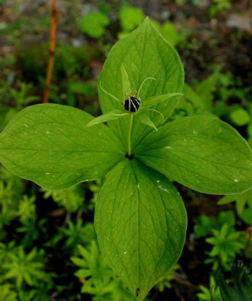 Sudenmarja (Paris quadrifolia), siemeniä 20 kpl