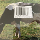 PINK FLOYD: ATOM HEART MOTHER - pikkukuva 2