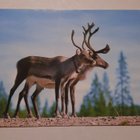 Tornionlaakson Napapiiri Oy, Juoksenki kulkenut - pikkukuva 3
