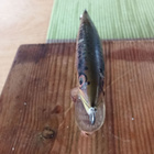 Rapala Floating Finland 6cm - pikkukuva 3