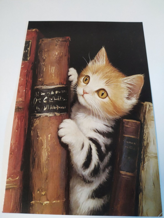 Kissa kortti,kulkematon.