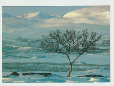 Yrjö Metsälä : Tunturikoivu (R)