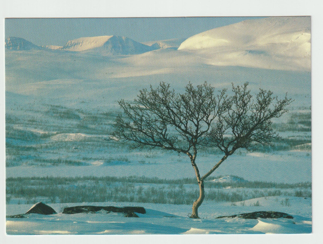 Yrjö Metsälä : Tunturikoivu  (R)